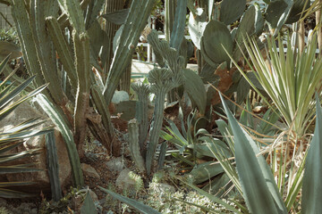 Many different cacti in the greenhouse, a long cactus in the center