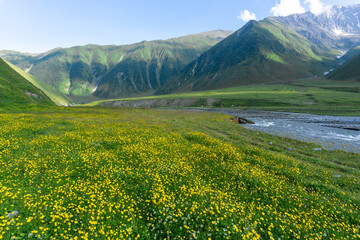 A clearing with yellow flowers in the Terek River valley. Mountains and hills around