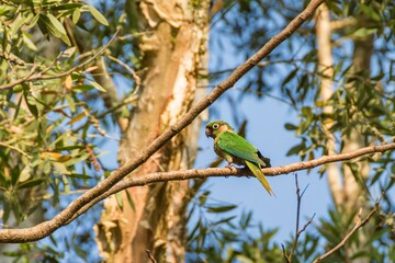 Tiriba de Testa Vermelha or Red-fronted Parakeet Bird (Pyrrhura frontalis) on the tree trunk in the rainforest.