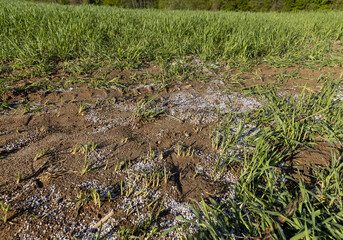 destruction of the wheat crop using a large amount of fertilizers
