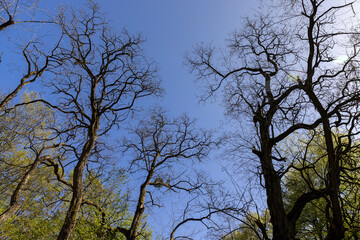 acacia tree in spring without foliage in the park