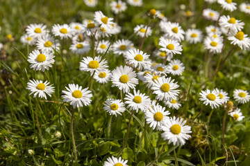 Fototapeta premium beautiful wild white and pink daisies in the green grass in spring