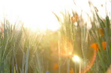 夕日が差し込む小麦畑