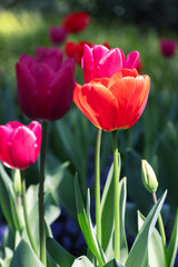 Close-up of red tulips blooming outdoors in spring, photographed in Shanghai, China