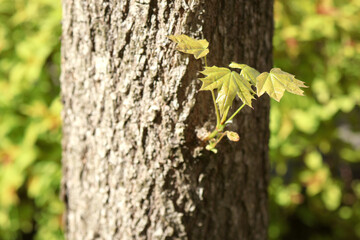 Young maple leaves on trunk. Sunny day in spring. Nature and awakening. Background for design. 
