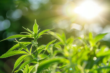 Obraz premium Wild agricultural hemp grows in the countryside