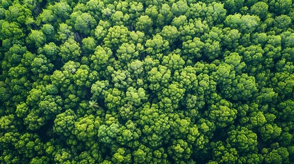 Fototapeta premium Aerial view of green tropical forest. Top view of dense forest.