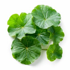 Fresh Gotu Kola Leaves on White Background. Generative ai