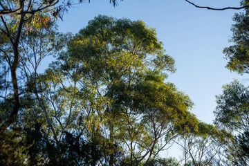 beautiful gum Trees and shrubs in the Australian bush forest. Gumtrees and native plants growing