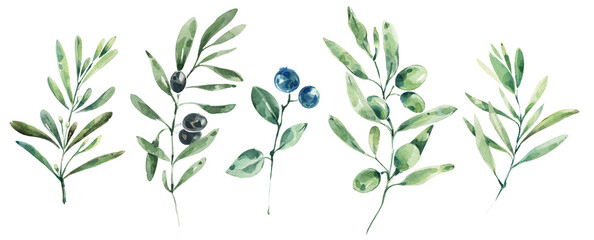 Olive leaves, olive branch watercolor illustration, greenery clipart.