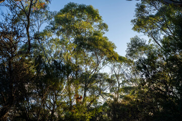 beautiful gum Trees and shrubs in the Australian bush forest. Gumtrees and native plants growing