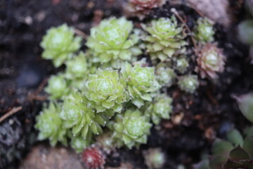 Naklejka premium Sempervivum arachnoideum LEMON BABIES rojnik pajęczynowaty