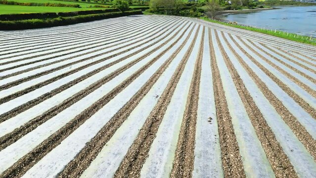 Biodegradable plastic sheeting covering ridges of ploughed field where maize seeds have been planted in the spring.  Northern Ireland, United Kingdom.