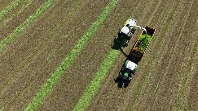An agricultural mower is cutting grass and dropping the freshly cut green grass in a trailer hauled by a tractor driving alongside the mower.
