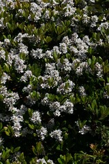 Rhaphiolepis indica (Japanese hawthorn) flowers.Rosaceae evergreen shrub.Grows near the coast and blooms white flowers in early summer.