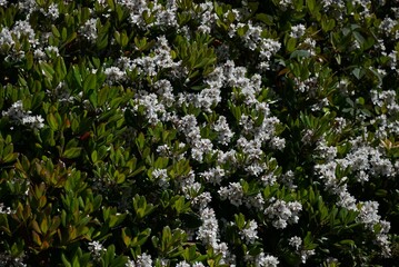 Rhaphiolepis indica (Japanese hawthorn) flowers.Rosaceae evergreen shrub.Grows near the coast and blooms white flowers in early summer.