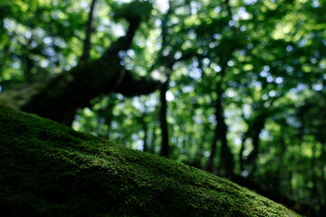 森林の背景イメージ