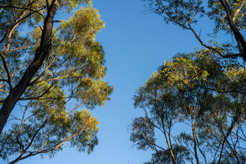 beautiful gum Trees and shrubs in the Australian bush forest. Gumtrees and native plants growing