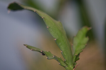 Long branches of a Succulent plant