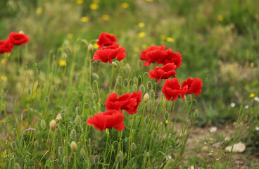 Obraz premium Field of red poppies in spring