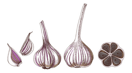 Garlic hand drawn vector set