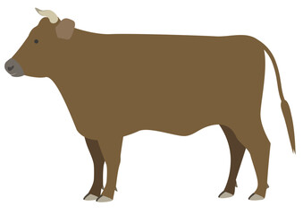 Dark brown cattle with horns seen from the side