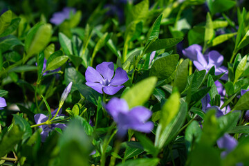 Blue spring flowers among green leaves