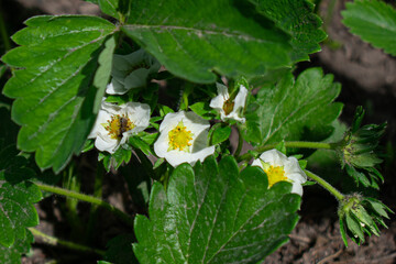 Strawberry flowers among green leaves.