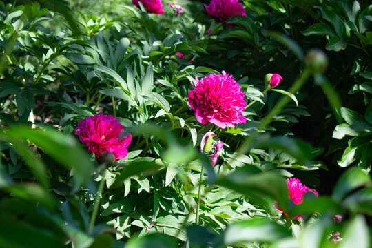 Blooming Peony Images Browse 1 080 Stock Photos Vectors And Video Blooming Peony Images Browse 1 080 Stock Photos Vectors And Video