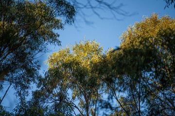 Obraz premium beautiful gum Trees and shrubs in the Australian bush forest. Gumtrees and native plants growing