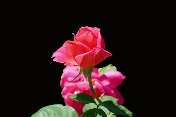 Fototapeta premium pink rose on black