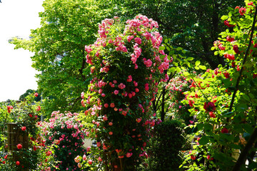  pillar of red roses