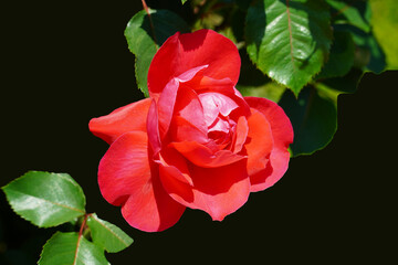 single red rose