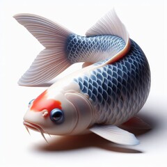 koi fish isolated on white