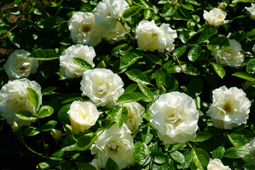 white roses in the garden