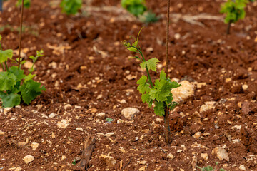 Young grape seedlings working on a grape plantation viticulture Croatia