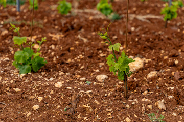 Young grape seedlings working on a grape plantation viticulture Croatia
