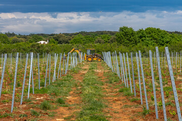 Obraz premium Young grape seedlings working on a grape plantation viticulture Croatia