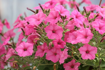 Pink petunia flowers bloom in the garden. Close up.