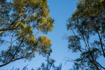 Obraz premium beautiful gum Trees and shrubs in the Australian bush forest. Gumtrees and native plants growing