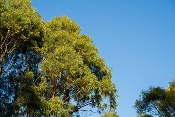 beautiful gum Trees and shrubs in the Australian bush forest. Gumtrees and native plants growing