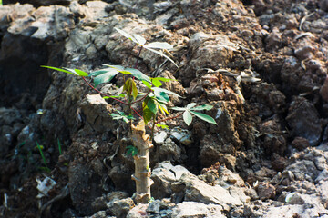 Cassava trees that grow in dry cracked soil