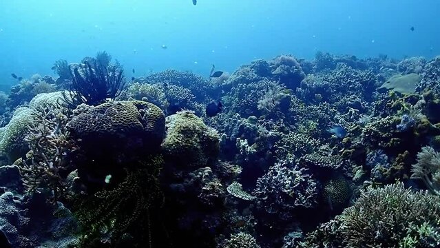 coral reef in Siquijor