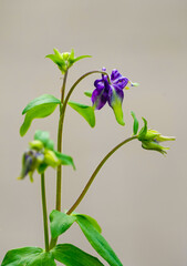 Purple flower of columbine. Flowering plant close-up. Aquilegia vulgaris.

