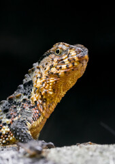 Portrait of a lizard. Reptile close-up.
