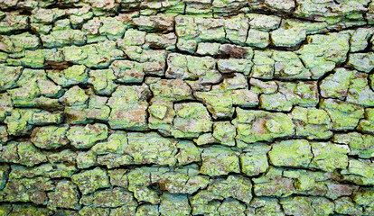 Green tree bark close-up. Natural rough background.

