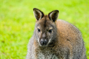 Portrait of a Bennett kangaroo. Notamacropus rufogriseus. Red-naped wallaby.
