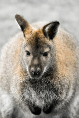 Portrait of a Bennett kangaroo. Notamacropus rufogriseus. Red-naped wallaby.
