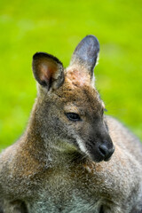 Portrait of a Bennett kangaroo. Notamacropus rufogriseus. Red-naped wallaby.
