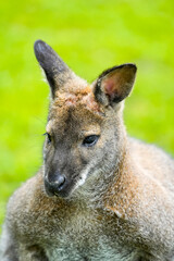 Portrait of a Bennett kangaroo. Notamacropus rufogriseus. Red-naped wallaby.
